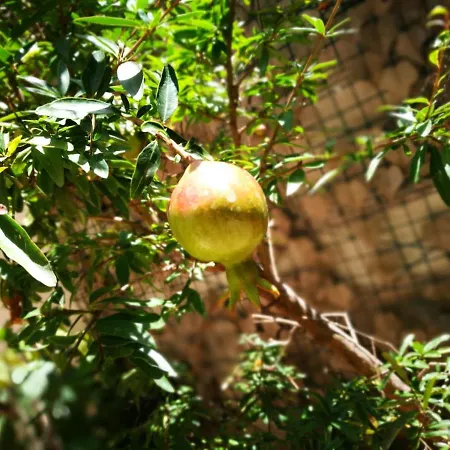 Bella לינה וארוחת בוקר 2*