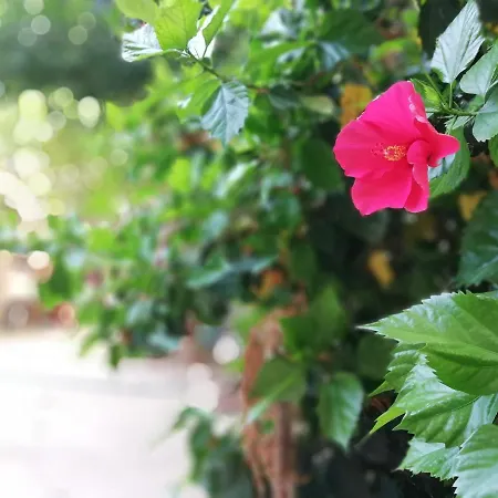 Bed & Breakfast Bella Palermo