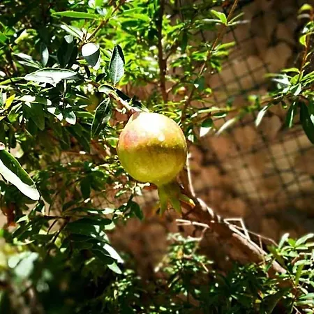 Frühstückspension Bella Palermo